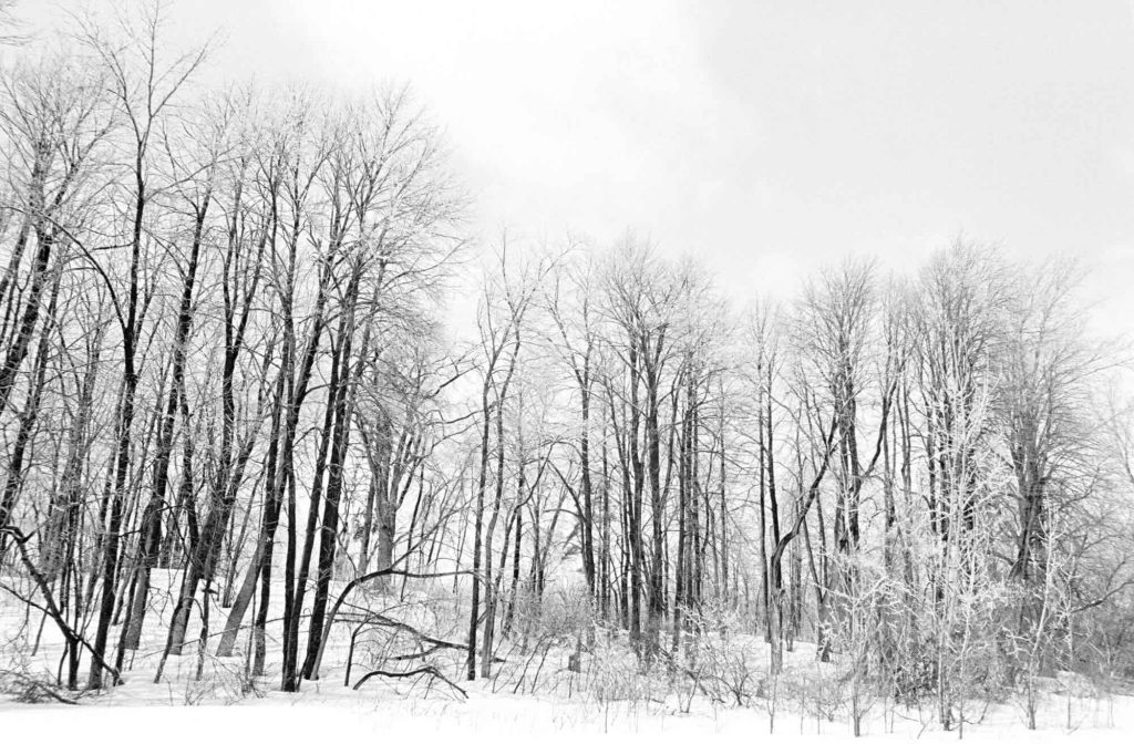 barren winter trees