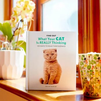 What your cat is really thinking